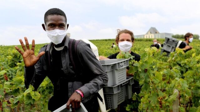 french-wineries-refugees-recruitmentfrench-wineries-refugees-recruitment