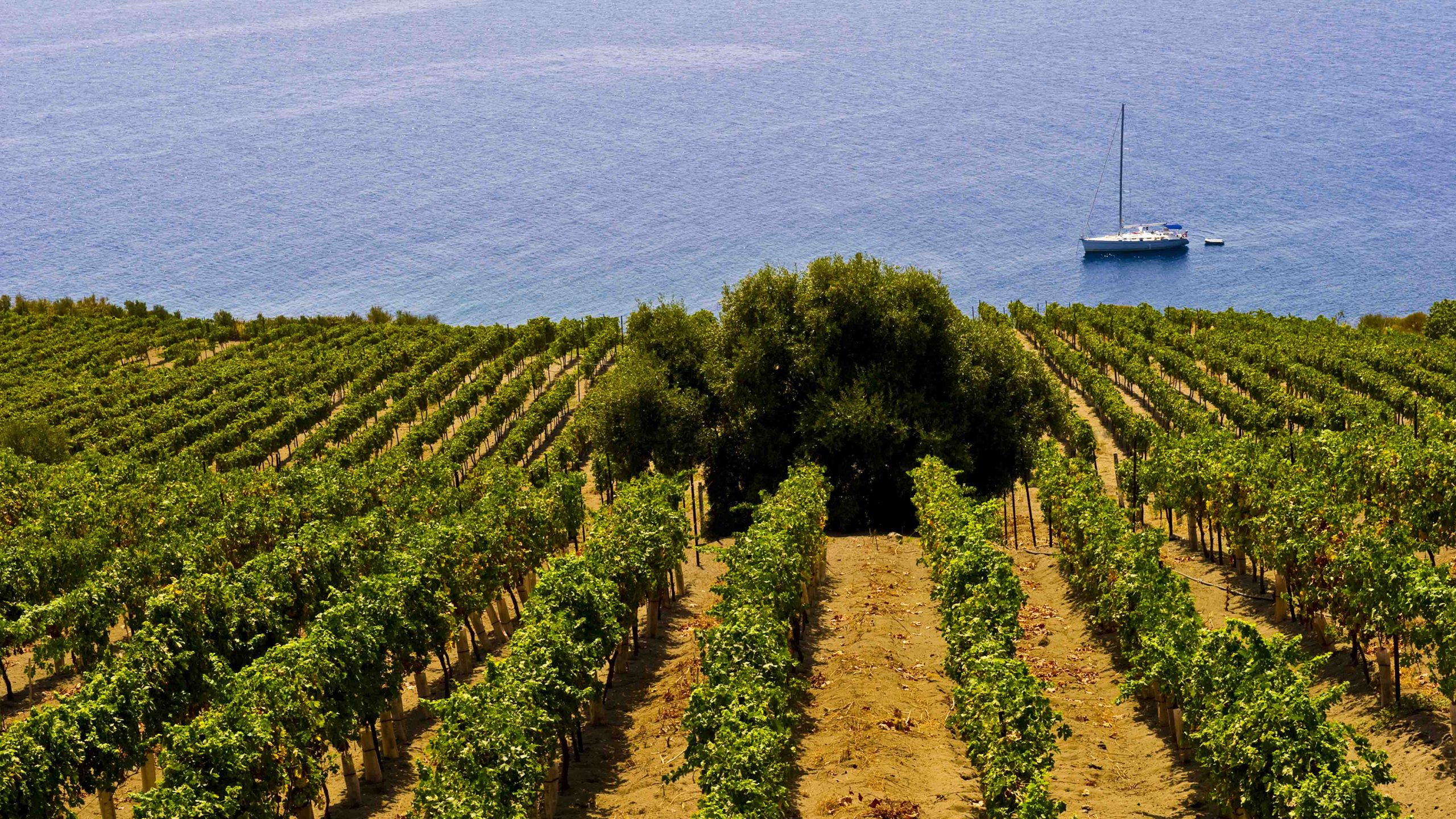 Wines of Sicily Colangelo