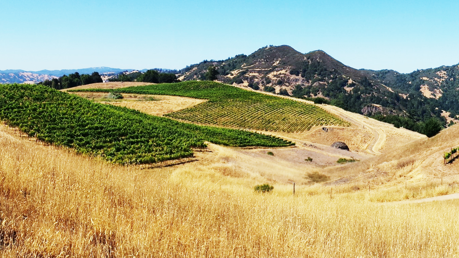 Two Of Wine’s Biggest Names Just Purchased 162 Acres Of California’s Best Syrah Vines